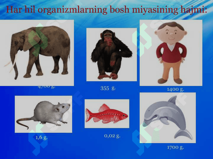 Qo‘zg‘alish va tormozlanish jarayonlarining o‘zaro ta’siri. 0‘quvchi va talabalarning psixologik xususiyatlari 3