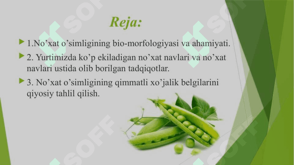 No’xat o’simligining morfologik-sifat va xo’jalikda ahamiyatli belgilarining irsiylanishi qonunlari pptx 2