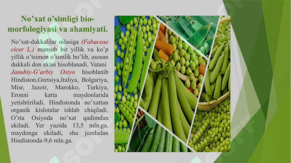 No’xat o’simligining morfologik-sifat va xo’jalikda ahamiyatli belgilarining irsiylanishi qonunlari pptx 3