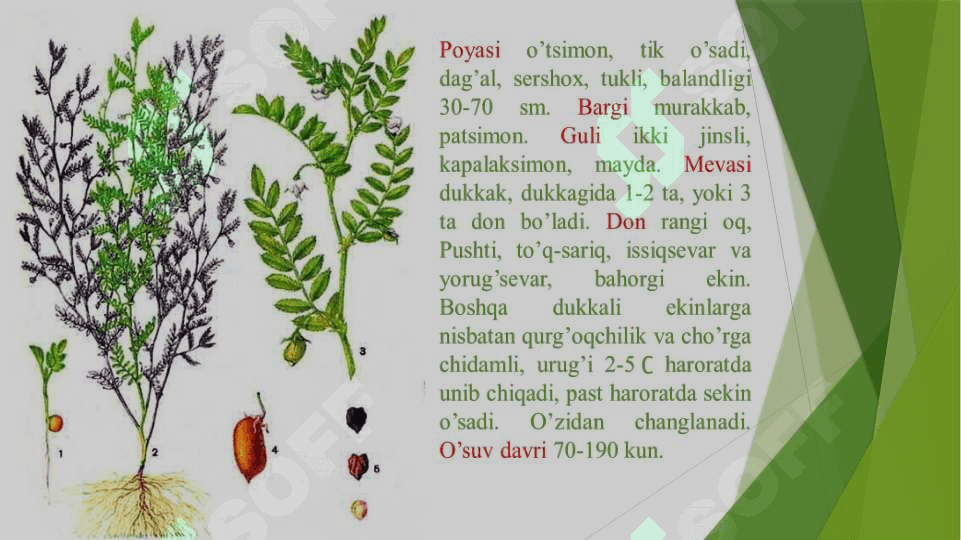 No’xat o’simligining morfologik-sifat va xo’jalikda ahamiyatli belgilarining irsiylanishi qonunlari pptx 4