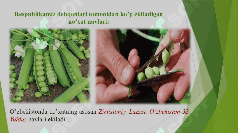 No’xat o’simligining morfologik-sifat va xo’jalikda ahamiyatli belgilarining irsiylanishi qonunlari pptx 7