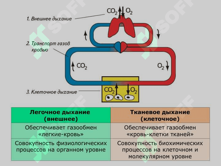 Nafas organlarining tuzilishi va yoshga xos xususiyatlari 4