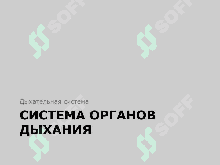 Nafas organlarining tuzilishi va yoshga xos xususiyatlari 7