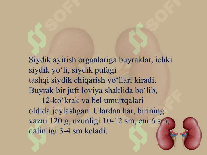 Ayirish organlarining tuzilishi va yoshga xos xususiyatlari 6