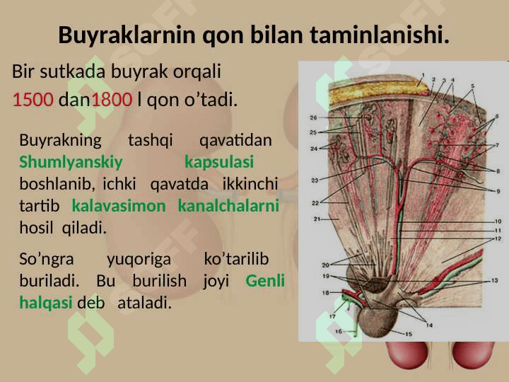 Ayirish organlarining tuzilishi va yoshga xos xususiyatlari 8