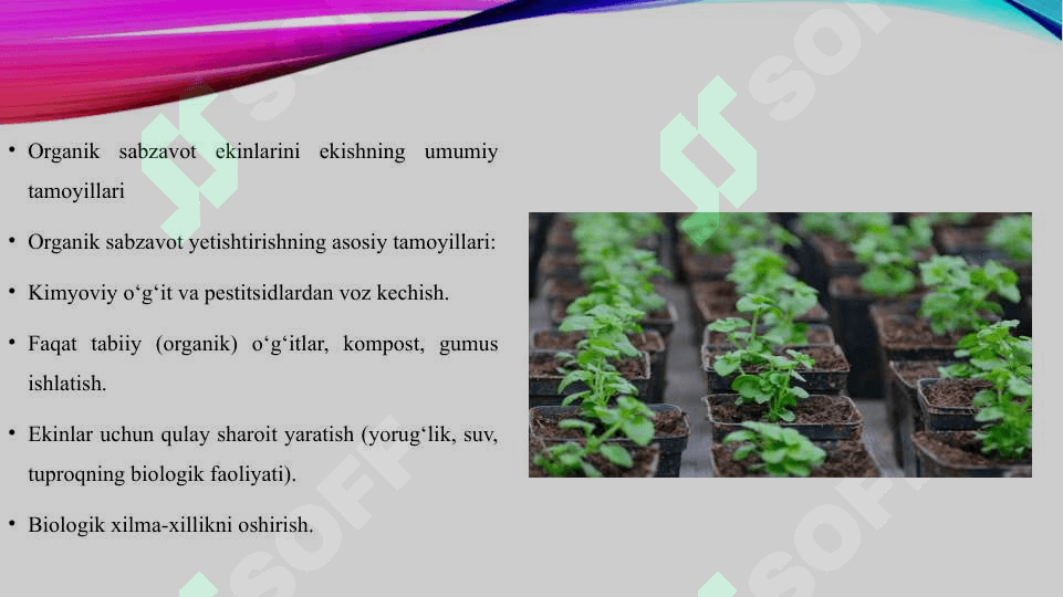 Organik sabzavot ekinlarini ekish muddatlari usullari va almashlab ekish 6
