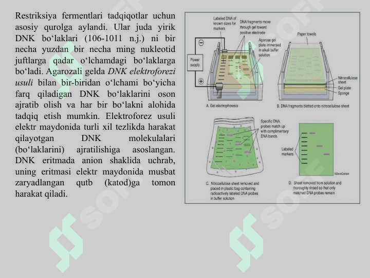 DNK BO‘LAKLARINI QIRQISH VA RESTRIKSION XARITALARNI TUZISH. 2