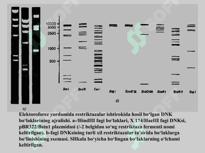 DNK BO‘LAKLARINI QIRQISH VA RESTRIKSION XARITALARNI TUZISH. 5