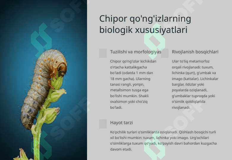Chipor qo'ng'izlar oilasi 2