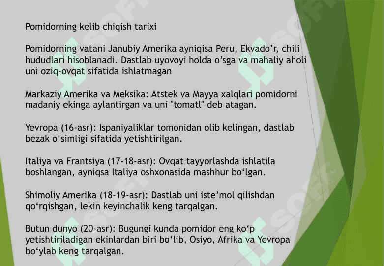Pomidor kelib chiqish tarixi xususiyatlari 2
