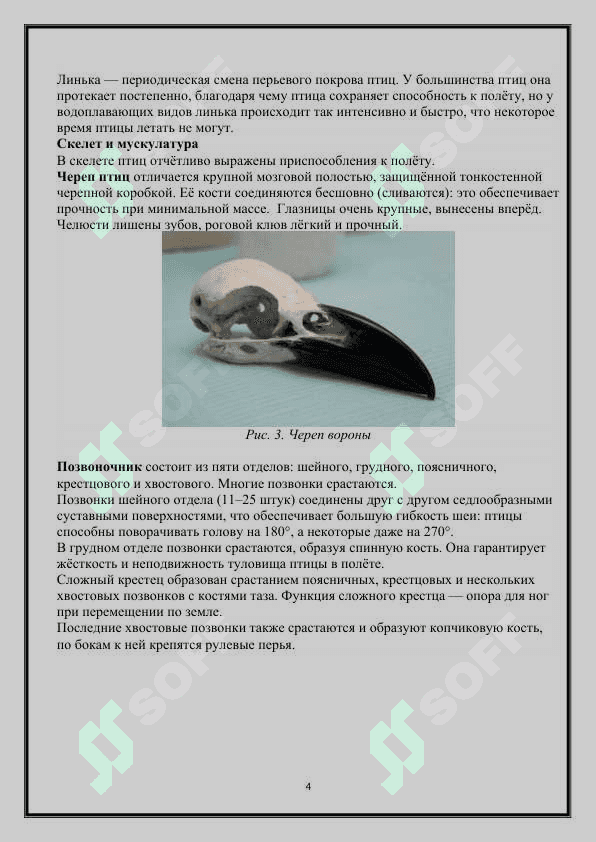 Систематика птиц 4