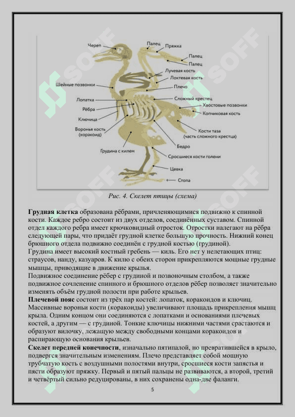 Систематика птиц 5