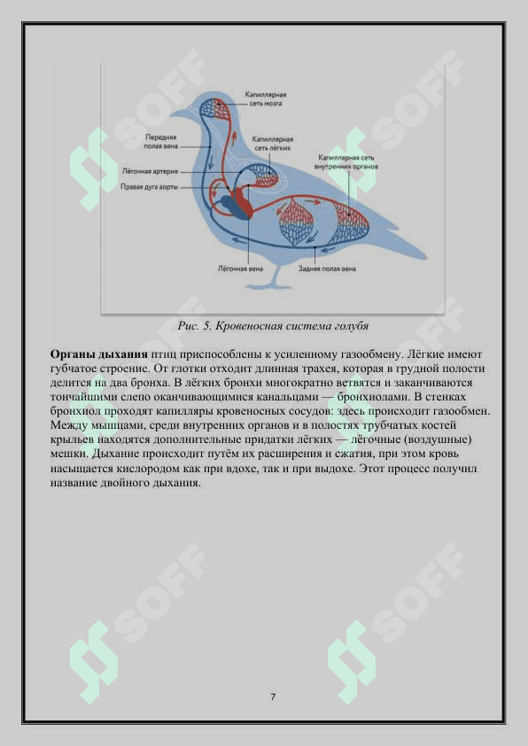 Систематика птиц 7