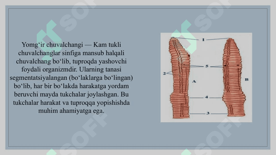 Kam tukli chuvalchanglar sinfi vakili - Yomgir chuvolchangi va zuluklar sinfi vakili - tibbiyot zulukgining tuzilishi 2