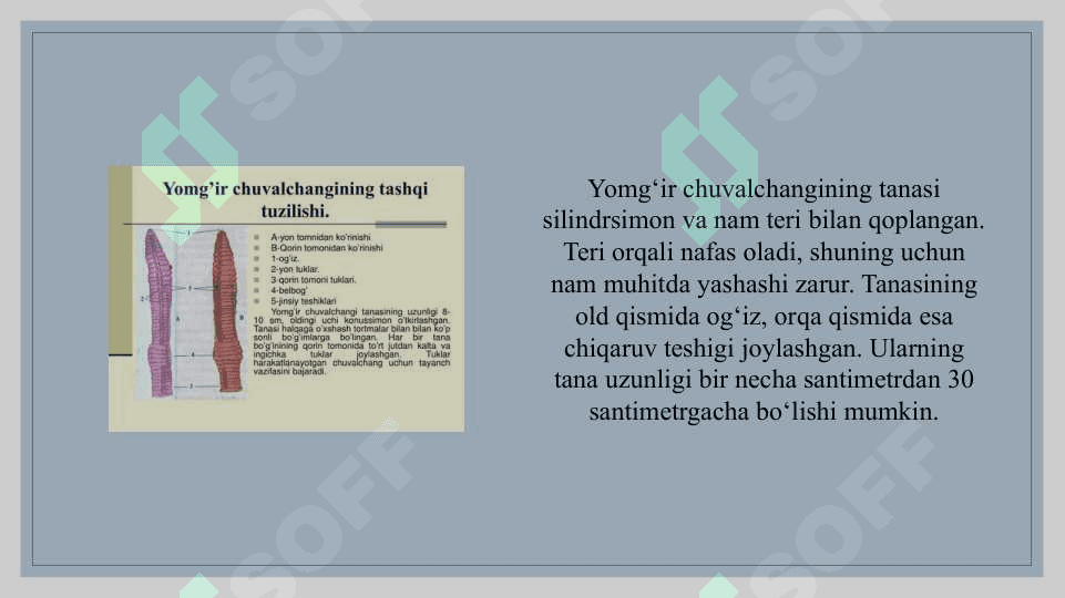 Kam tukli chuvalchanglar sinfi vakili - Yomgir chuvolchangi va zuluklar sinfi vakili - tibbiyot zulukgining tuzilishi 3