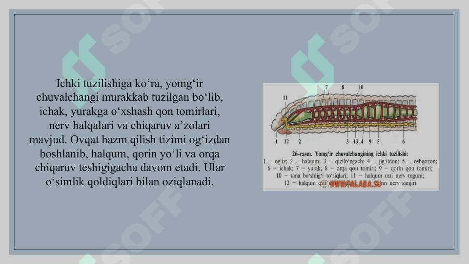 Kam tukli chuvalchanglar sinfi vakili - Yomgir chuvolchangi va zuluklar sinfi vakili - tibbiyot zulukgining tuzilishi 4