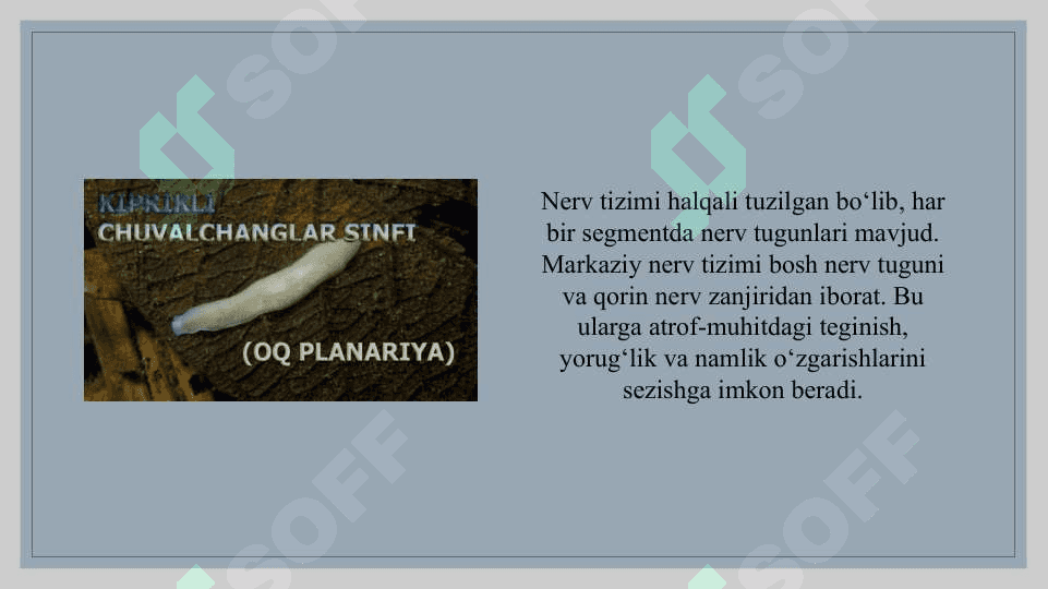 Kam tukli chuvalchanglar sinfi vakili - Yomgir chuvolchangi va zuluklar sinfi vakili - tibbiyot zulukgining tuzilishi 5