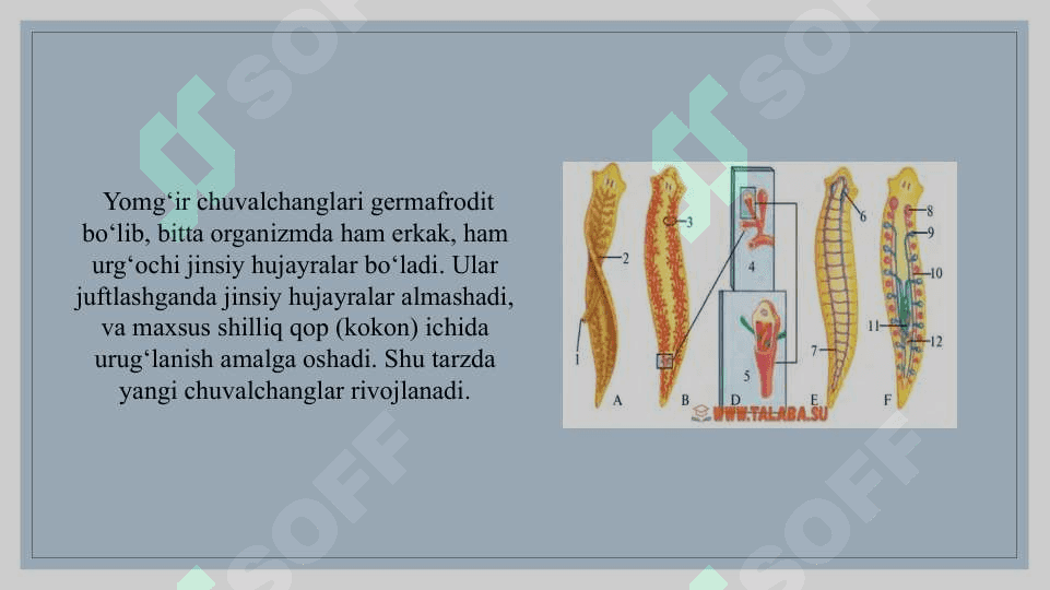 Kam tukli chuvalchanglar sinfi vakili - Yomgir chuvolchangi va zuluklar sinfi vakili - tibbiyot zulukgining tuzilishi 6
