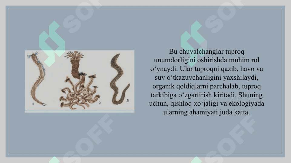 Kam tukli chuvalchanglar sinfi vakili - Yomgir chuvolchangi va zuluklar sinfi vakili - tibbiyot zulukgining tuzilishi 7