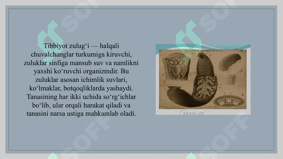 Kam tukli chuvalchanglar sinfi vakili - Yomgir chuvolchangi va zuluklar sinfi vakili - tibbiyot zulukgining tuzilishi 8