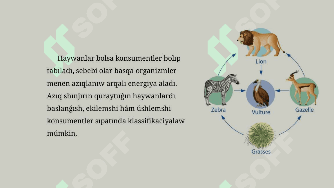 Azıq shınjırları hám azıq torı_5E 8