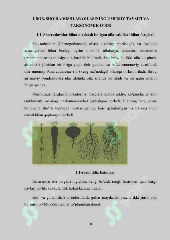 SHO‘RADOSHLAR (CHENOPODIACEAE) OILASI 8