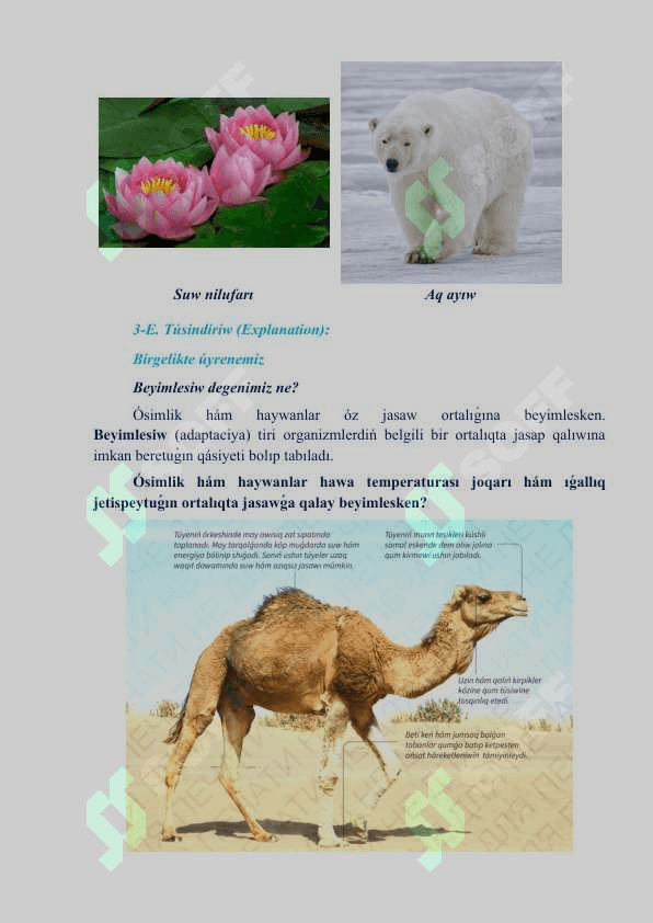 Jasaw ortalıǵına beyimlesiw_5E 4