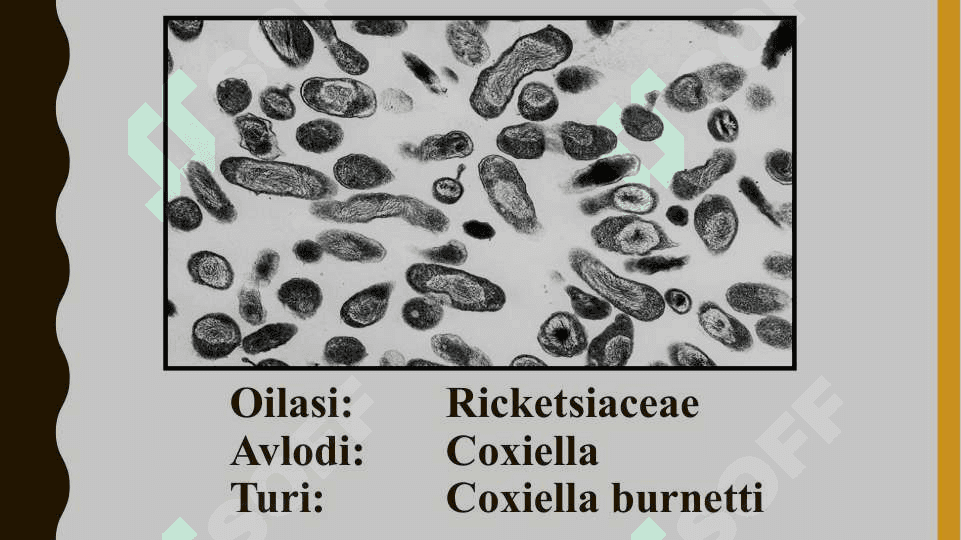 Ku-isitmasi etiologiya. Epidemiologiya, klinikasi, diagnostika, davolash 2