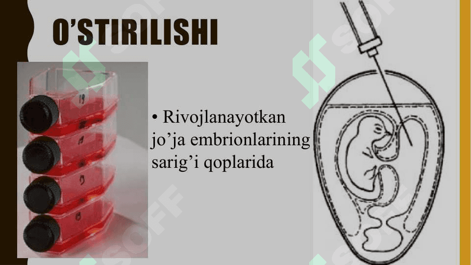 Ku-isitmasi etiologiya. Epidemiologiya, klinikasi, diagnostika, davolash 4
