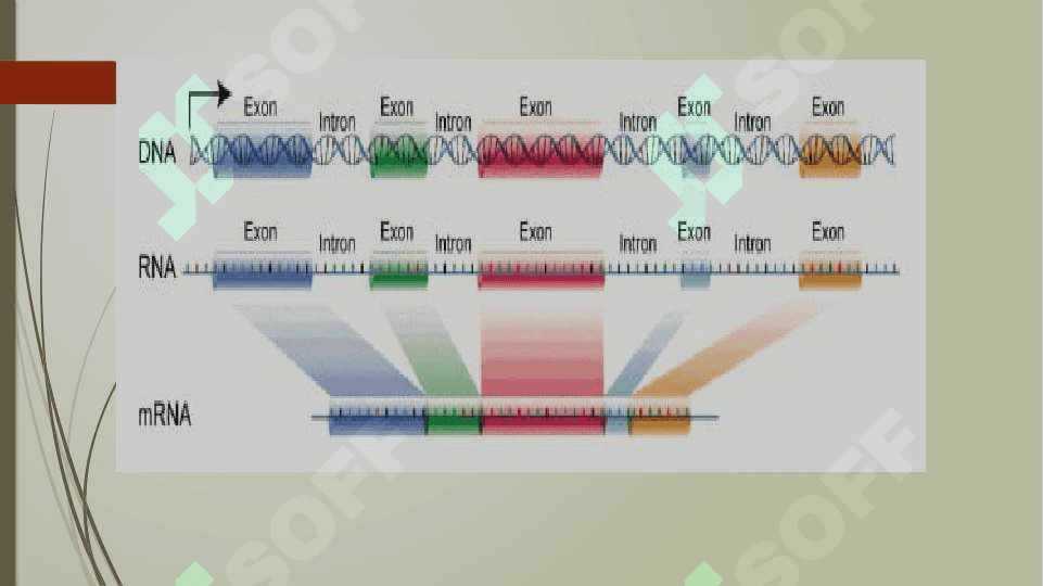 Initronlar, transpozonlar, plazmidlarInitronlar, transpozonlar, plazmidlar 6