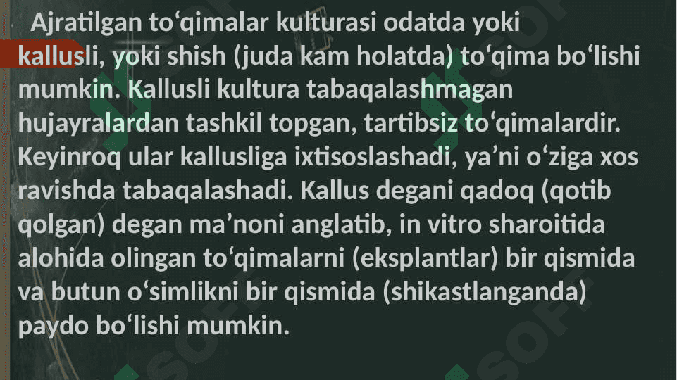 Kallus to'qima kulturalari 4