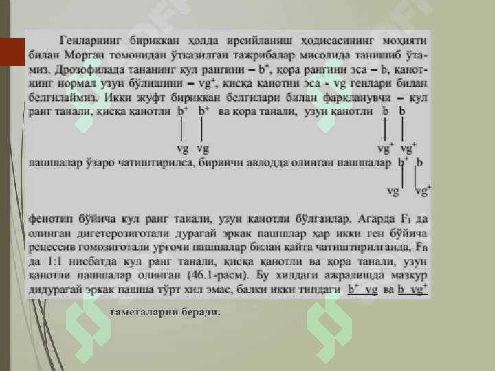 Аллел ва ноаллел генлар 4