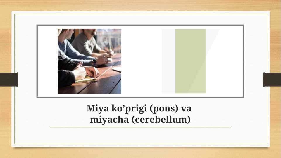 Miya ko’prigi va miyacha