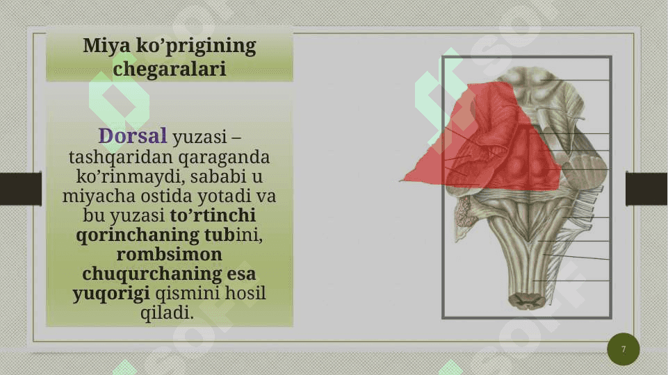 Miya ko’prigi va miyacha 7
