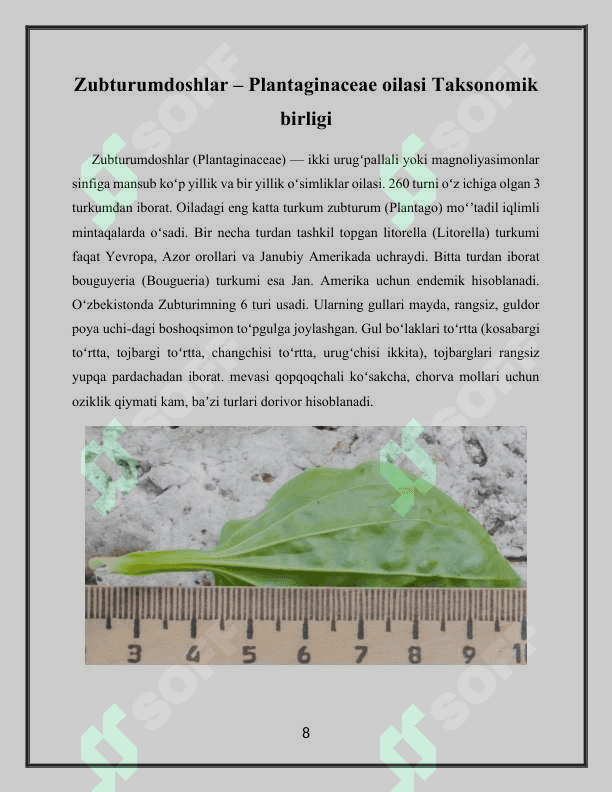 Katta zubturum (Plantomajor L) o’simligi urug’larini labaratoriya taxlili 8