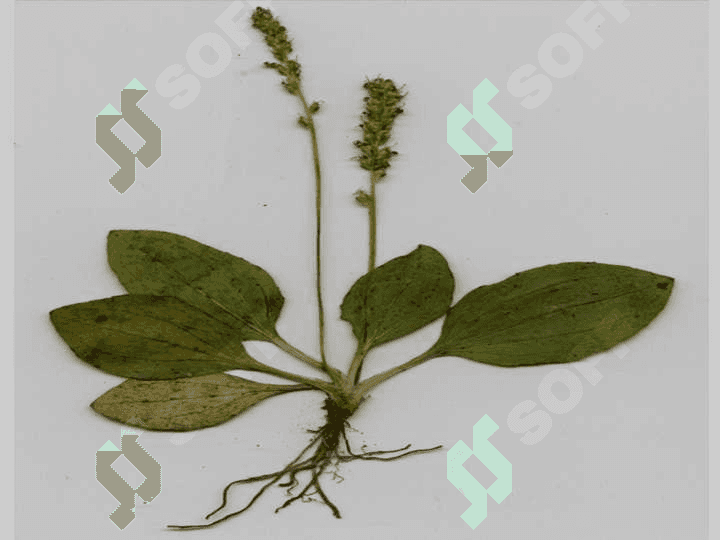 Katta zubturum (Plantago major L)o'simligi urug'larini laboratoriya taxlili 4