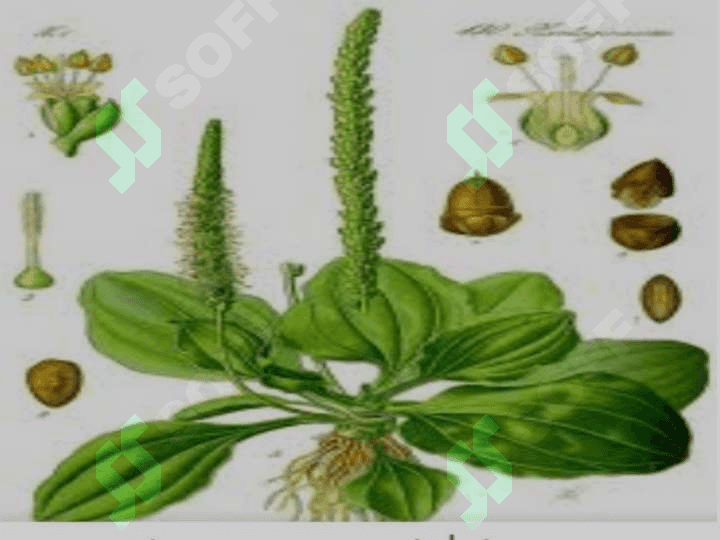 Katta zubturum (Plantago major L)o'simligi urug'larini laboratoriya taxlili 5