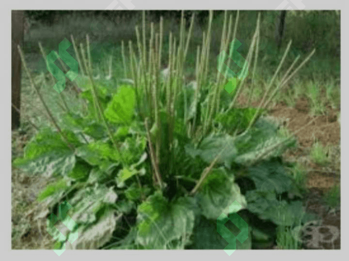 Katta zubturum (Plantago major L)o'simligi urug'larini laboratoriya taxlili 8