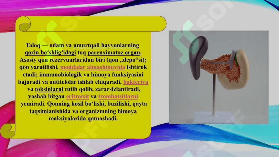Taloqning tuzilishi (TAQDIMOT) 3