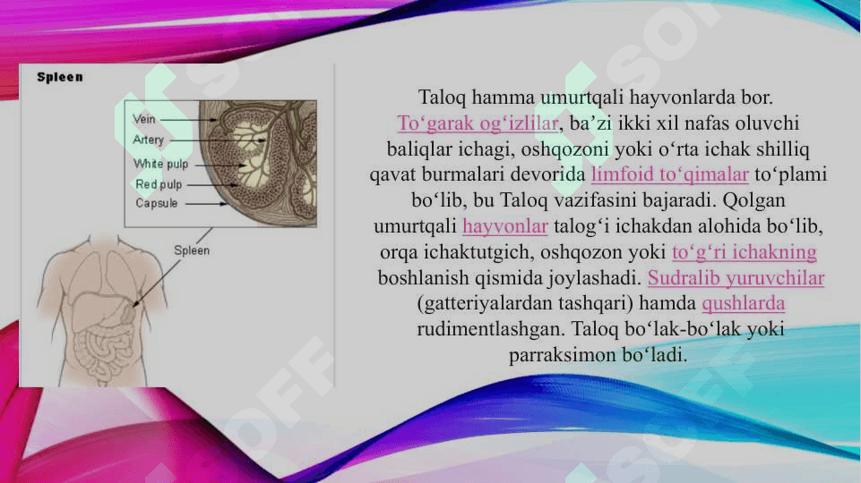 Taloqning tuzilishi (TAQDIMOT) 4