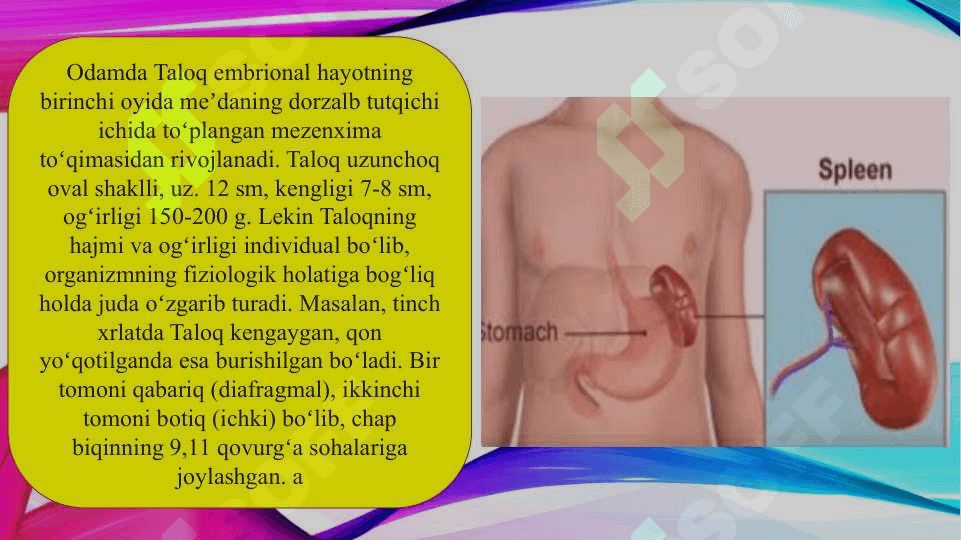 Taloqning tuzilishi (TAQDIMOT) 5