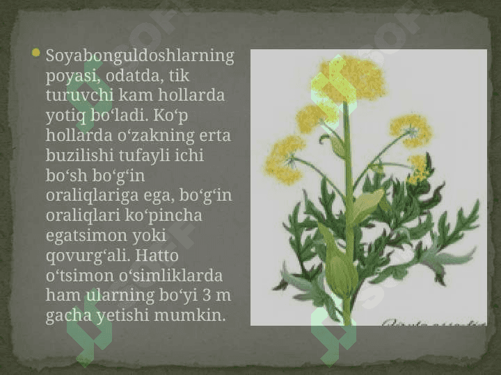Sassiq kovrak – Ferulla foetida (bunge) regel o’simligi urug’lari laboratoriya tahlili 5