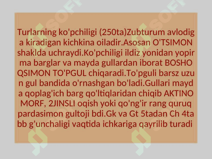 ZUBTRUM TURKUMI 5
