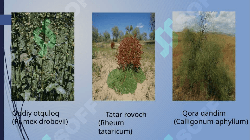 Torondoshlar (Polygonaceae) Oilasi 4