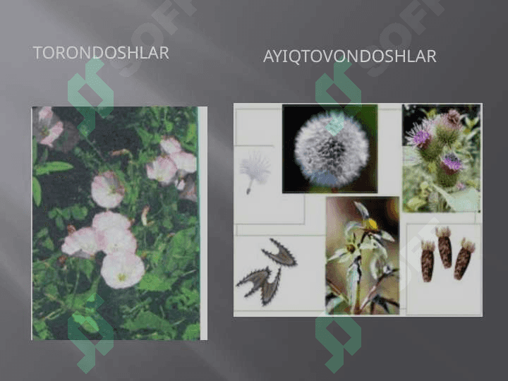 TARKIBIDA FLAVONOID SAQLOVCHI DORIVOR O’SIMLIKLAR. 8