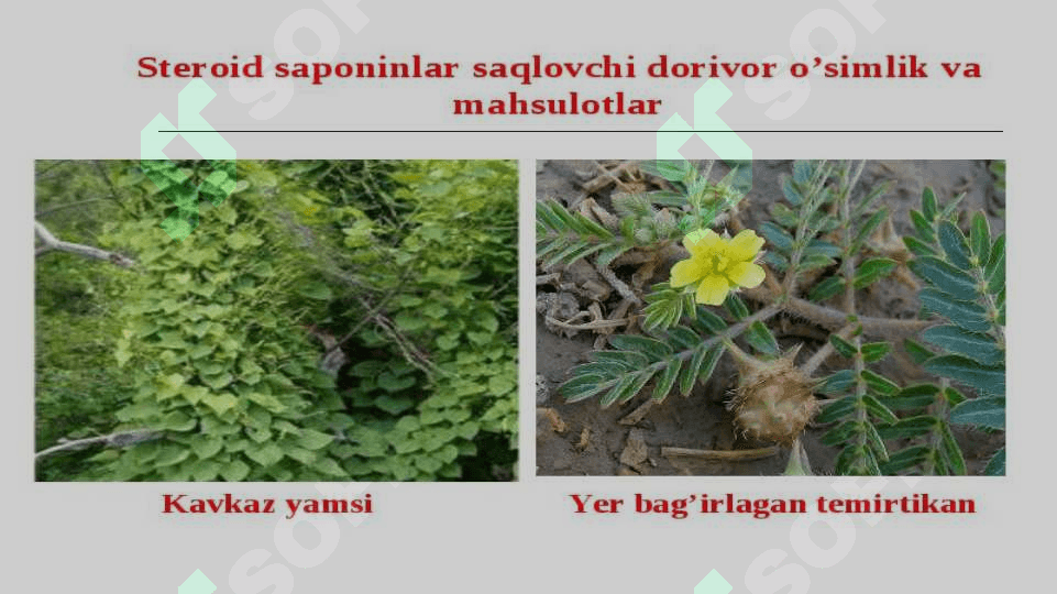 Saponin saqlovchi dorivor o’simliklar. 6