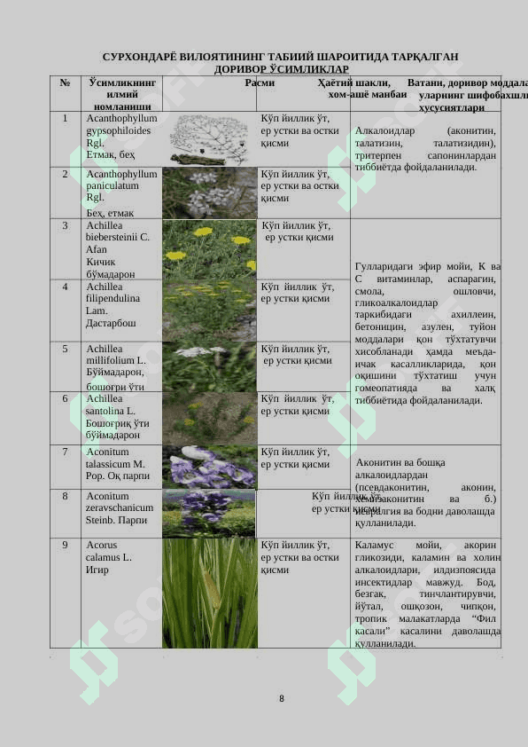 СУРХОНДАРЁНИНГ ДОРИВОР ЎСИМЛИКЛАРИ 8