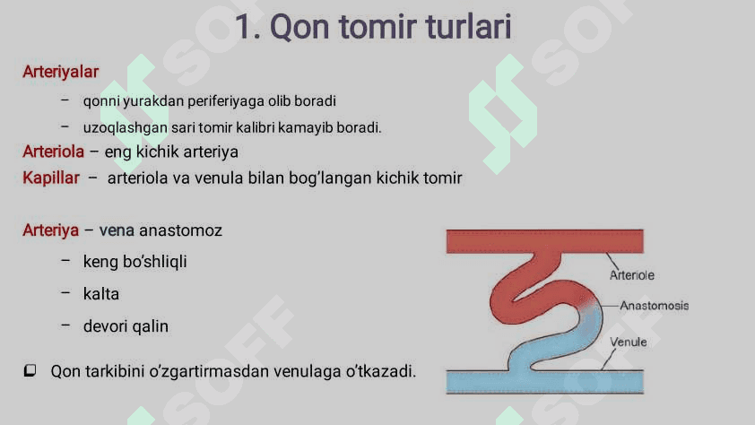 Yurak qon-tomir sistemasi gistalogiyasi 2