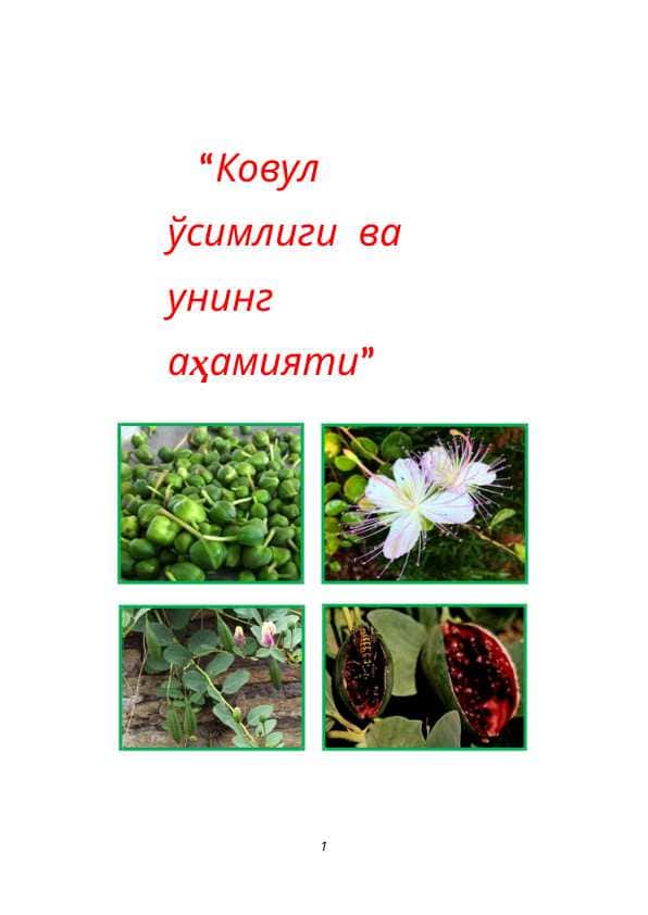 Ковул ўсимлиги  ва унинг аҳамияти 1