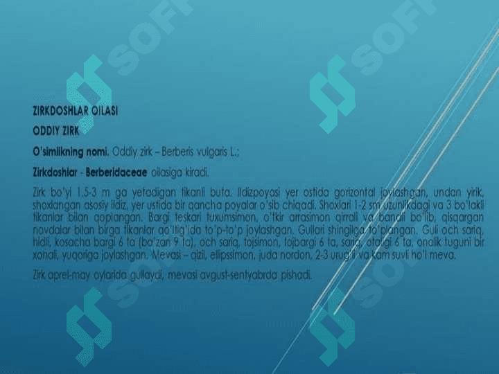Zirk (Berberis) turkumlari xom ashyosini tayyorlash, quritish, saqlash texnalogiyasi va sanoatdagi axamiyati 3
